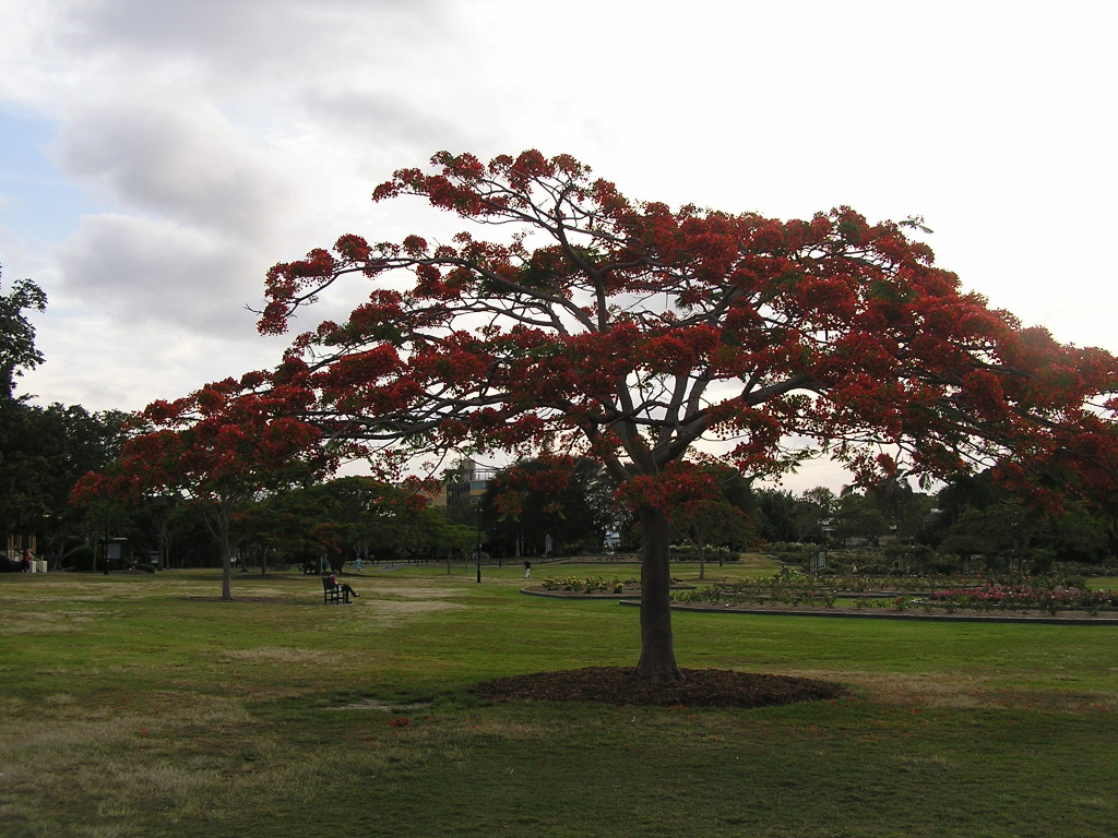 Poinciana, New Farm Park, Brisbane, novembre 2011