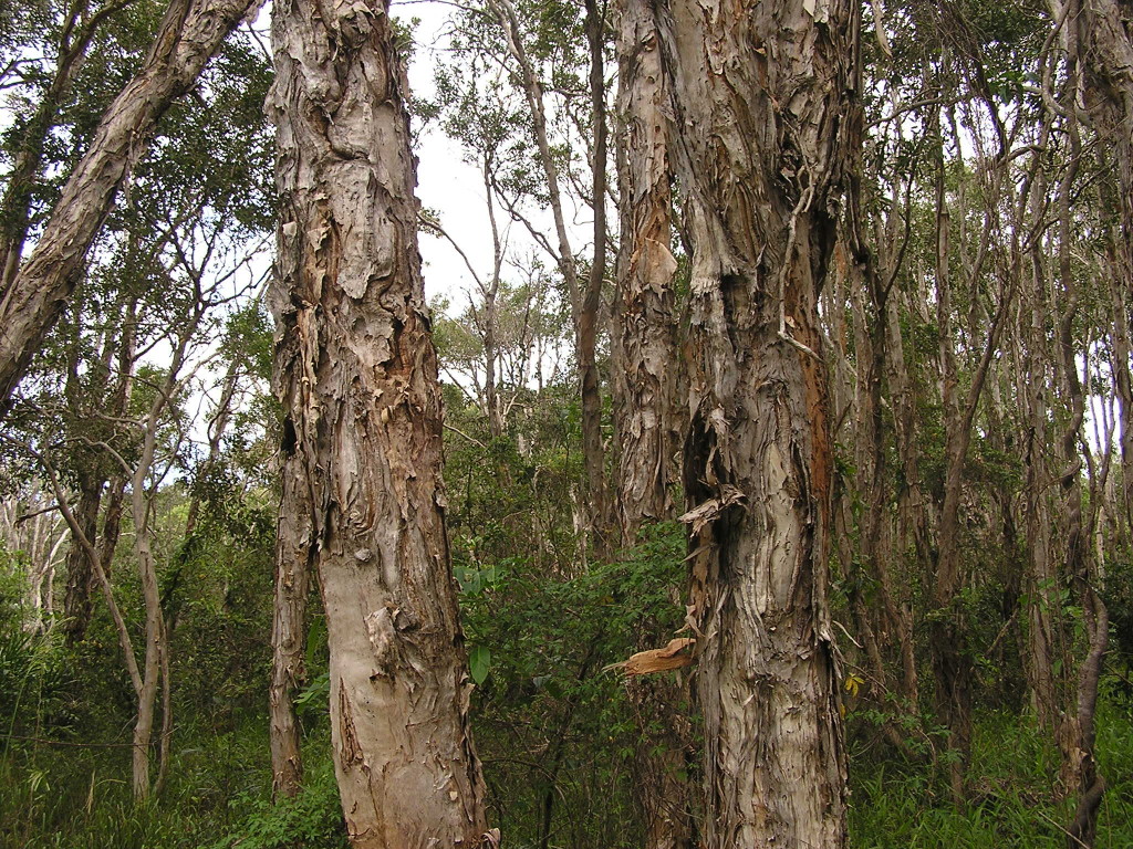 Eucalyptus, Mudjimba Beach, Sunshine Coast, mars 2012