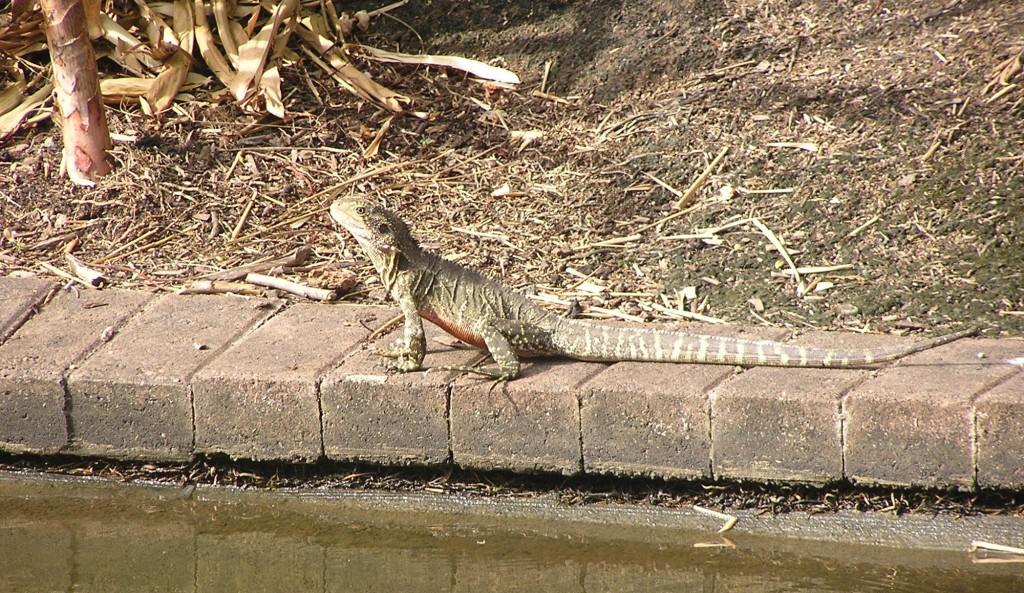 Des reptiles à Brisbane (novembredécembre 2011) Boomerang